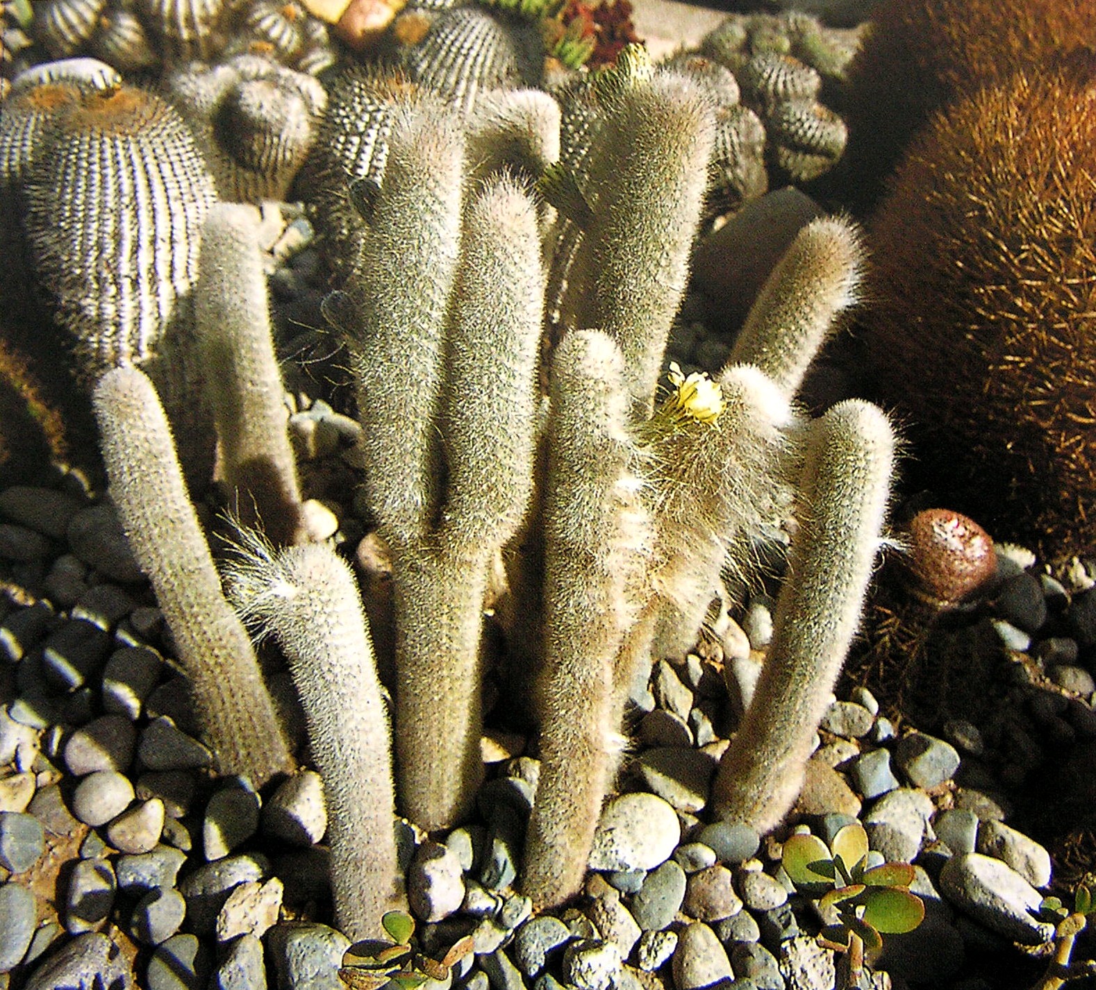 Thrixanthocereus blossfeldiorum 01-AK.jpg