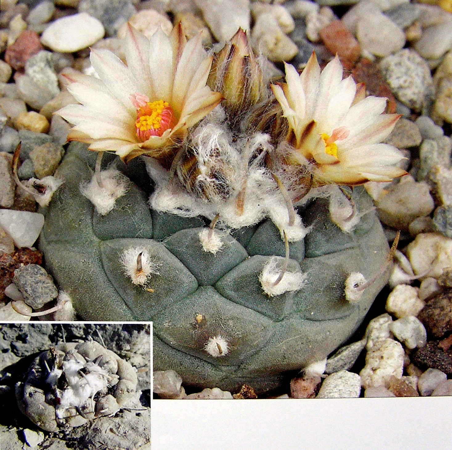 Turbinicarpus jauernigii 01-AK.jpg