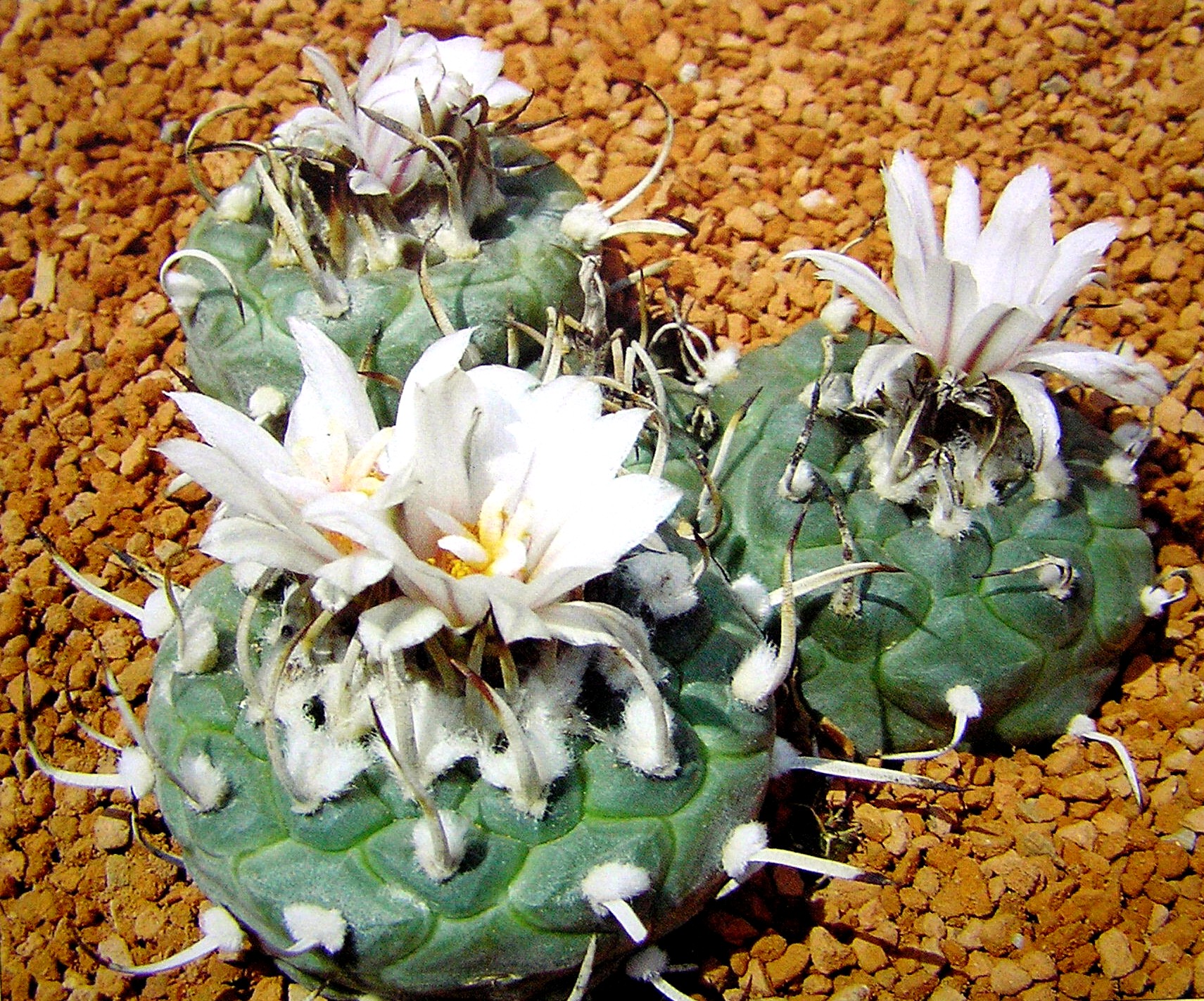 Turbinicarpus macrochele v.polaskii 01-AK.jpg