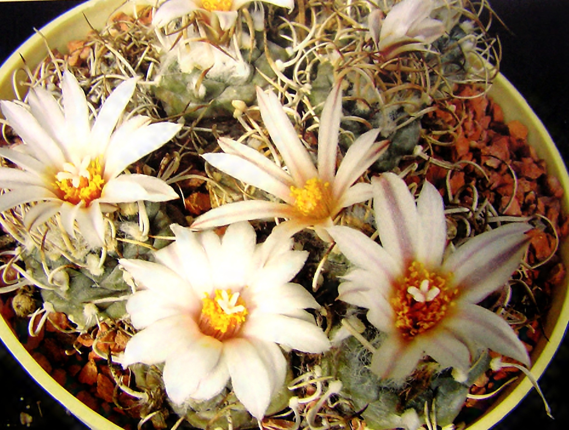 Turbinicarpus macrochele subsp.frailensis 01-AK.jpg