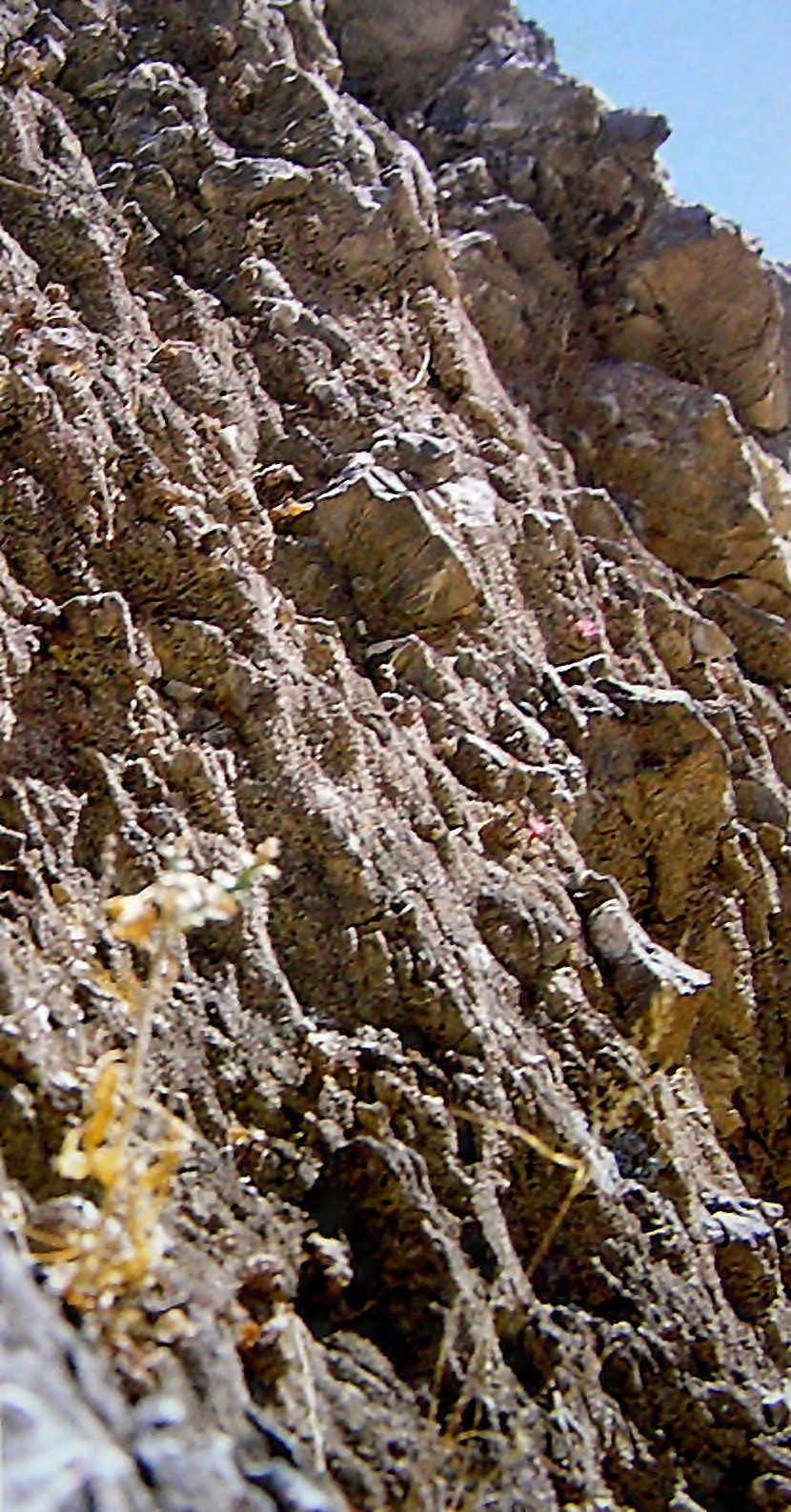 Turbinicarpus alonsoi 02-AK.jpg